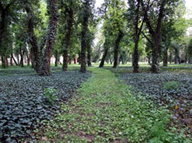 The Park
