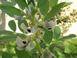 Arheobotanička bašta u Muzeju Vojvodine: Bob (Vicia faba L.)