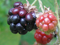 Arheobotanička bašta Muzeja Vojvodine: Kupina (Rubus fruticosus L. agg.)