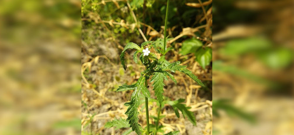 Obična vrbena (Verbena officinalis L.), sveta biljka Starog sveta